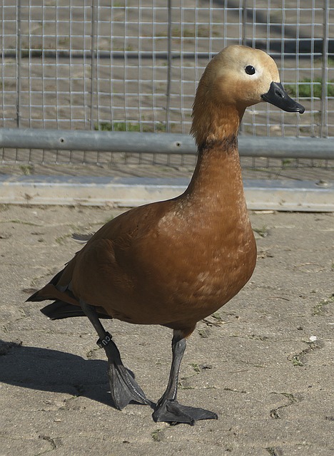 兩閘